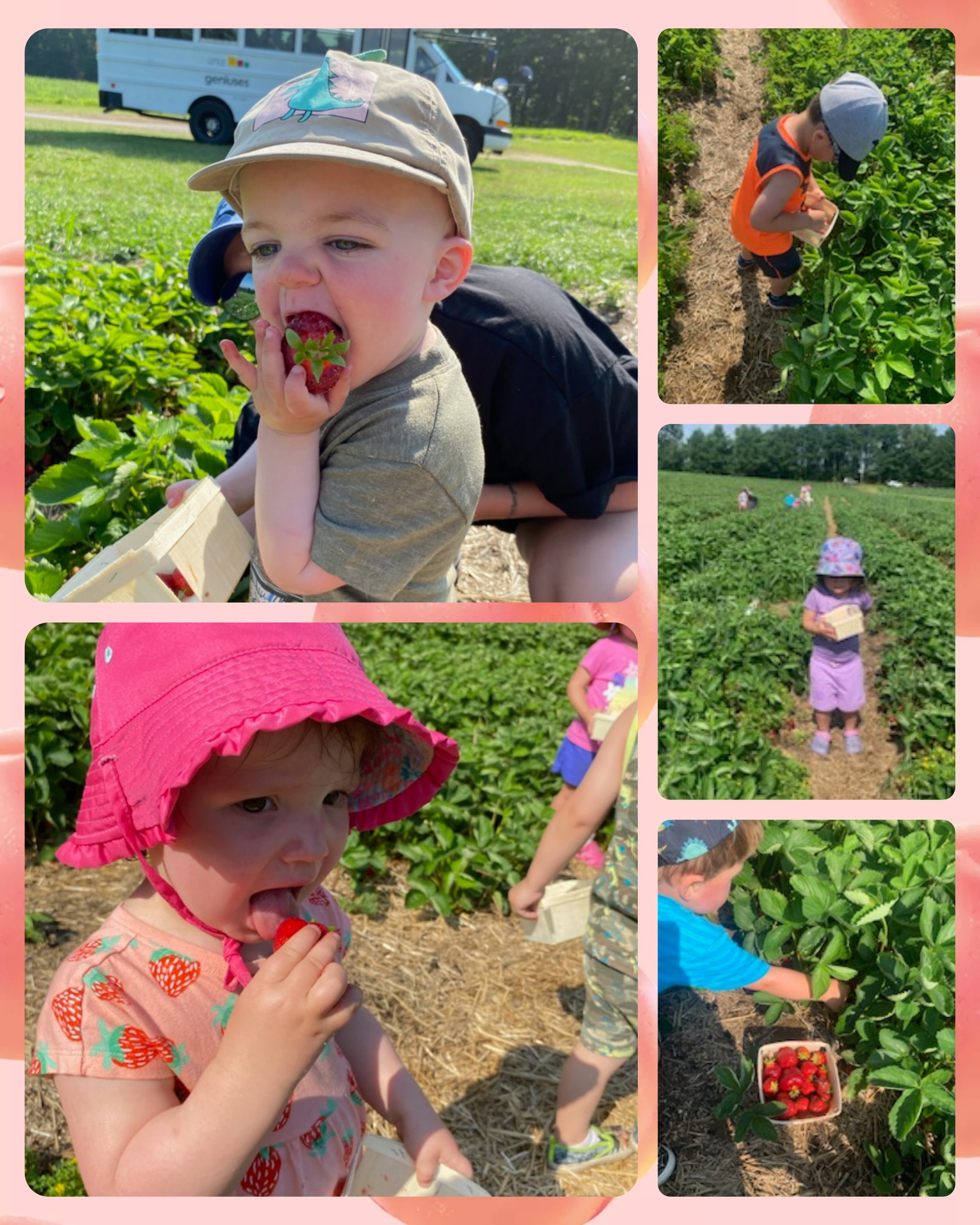 Read more about the article Strawberry Picking